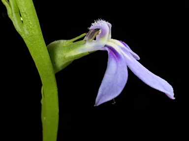 APII jpeg image of Lobelia browniana  © contact APII