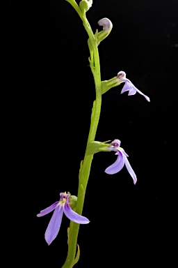 APII jpeg image of Lobelia browniana  © contact APII