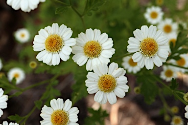 APII jpeg image of Tanacetum parthenium  © contact APII