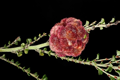 APII jpeg image of Bossiaea foliosa  © contact APII