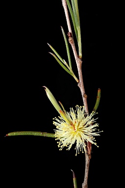 APII jpeg image of Melaleuca hamata  © contact APII