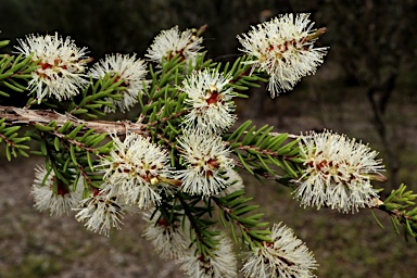 APII jpeg image of Melaleuca howeana  © contact APII