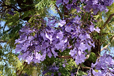 APII jpeg image of Jacaranda mimosifolia  © contact APII