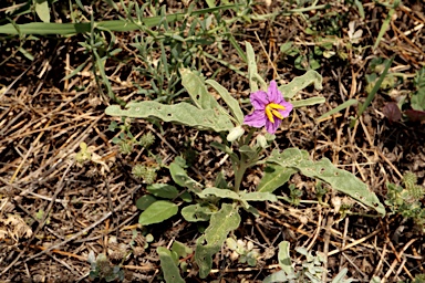 APII jpeg image of Solanum esuriale  © contact APII