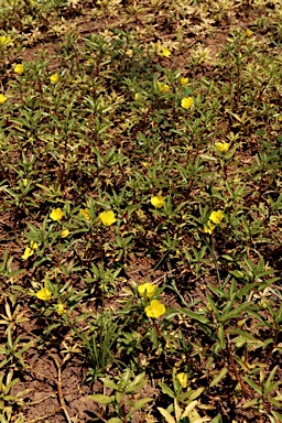 APII jpeg image of Ludwigia peploides subsp. montevidensis  © contact APII