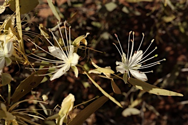 APII jpeg image of Capparis lasiantha  © contact APII