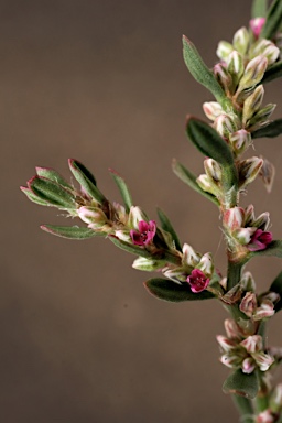 APII jpeg image of Polygonum plebeium  © contact APII