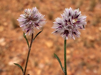 APII jpeg image of Ptilotus leucocoma  © contact APII