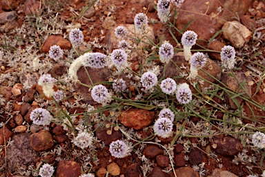 APII jpeg image of Ptilotus leucocoma  © contact APII