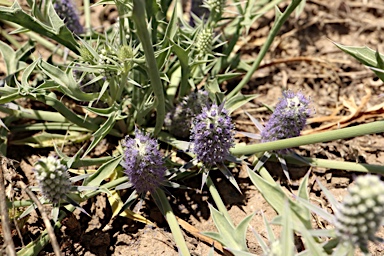 APII jpeg image of Eryngium paludosum  © contact APII