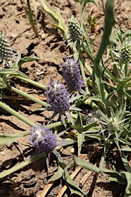 APII jpeg image of Eryngium paludosum  © contact APII