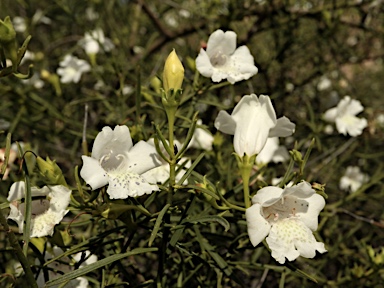 APII jpeg image of Eremophila polyclada  © contact APII