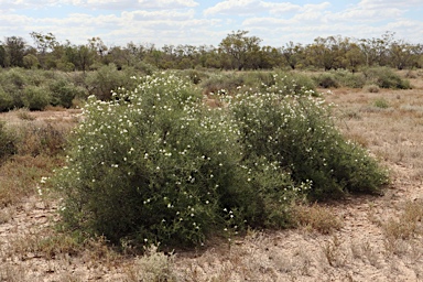 APII jpeg image of Eremophila polyclada  © contact APII