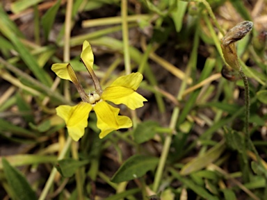 APII jpeg image of Goodenia heteromera  © contact APII