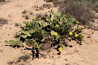 APII jpeg image of Opuntia  © contact APII