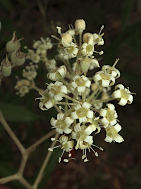 APII jpeg image of Astrotricha longifolia  © contact APII