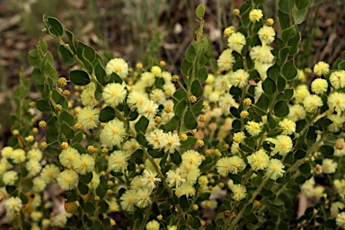 APII jpeg image of Acacia cremiflora  © contact APII