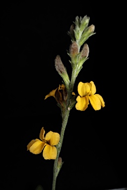 APII jpeg image of Goodenia bellidifolia subsp. bellidifolia  © contact APII