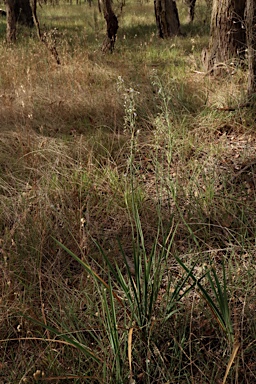 APII jpeg image of Dianella longifolia var. longifolia  © contact APII