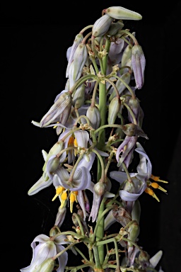 APII jpeg image of Dianella longifolia var. longifolia  © contact APII