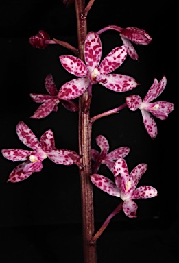 APII jpeg image of Dipodium punctatum  © contact APII