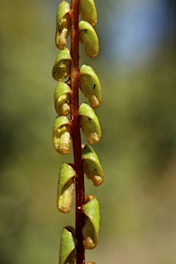 APII jpeg image of Lindsaea linearis  © contact APII