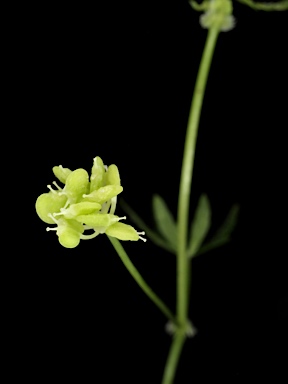 APII jpeg image of Hydrocotyle geraniifolia  © contact APII