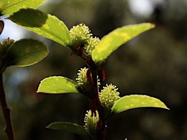 APII jpeg image of Nothofagus moorei  © contact APII