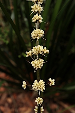 APII jpeg image of Lomandra spicata  © contact APII