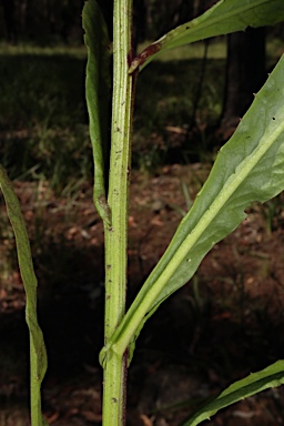 APII jpeg image of Rorippa gigantea  © contact APII