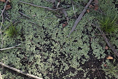 APII jpeg image of Marchantia berteroana  © contact APII