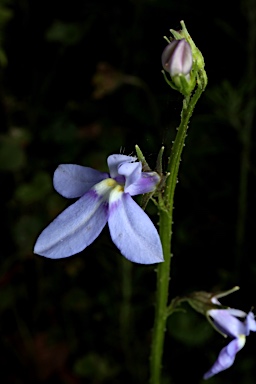 APII jpeg image of Lobelia trigonocaulis  © contact APII