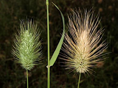 APII jpeg image of Echinopogon intermedius  © contact APII