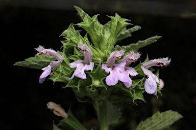 APII jpeg image of Ballota nigra subsp. foetida  © contact APII