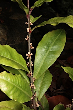 APII jpeg image of Myrsine subsessilis subsp. cryptostemon  © contact APII