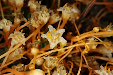 APII jpeg image of Cuscuta tasmanica  © contact APII