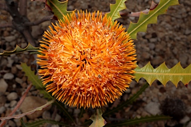 APII jpeg image of Banksia ashbyi subsp. ashbyi  © contact APII