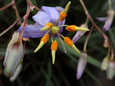 APII jpeg image of Dianella amoena  © contact APII