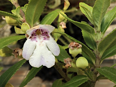 APII jpeg image of Prostanthera sp. Mt Kaputar (W.Schofield NE92414)  © contact APII