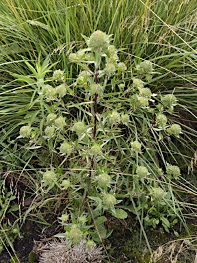 APII jpeg image of Collomia grandiflora  © contact APII