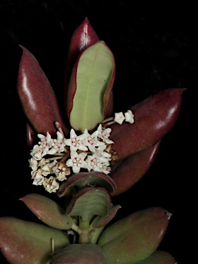 APII jpeg image of Hoya australis subsp. rupicola  © contact APII