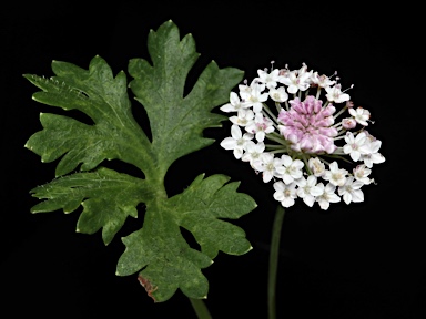 APII jpeg image of Trachymene incisa subsp. incisa  © contact APII