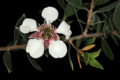 APII jpeg image of Leptospermum petraeum  © contact APII