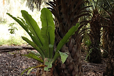 APII jpeg image of Asplenium australasicum  © contact APII