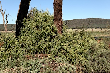 APII jpeg image of Parsonsia eucalyptophylla  © contact APII