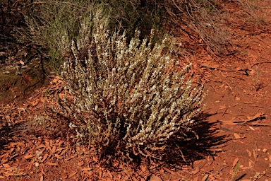 APII jpeg image of Olearia ramulosa  © contact APII