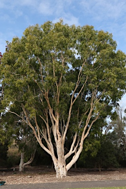 APII jpeg image of Melaleuca leucadendra  © contact APII