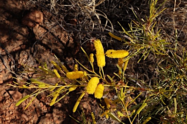 APII jpeg image of Acacia chisholmii  © contact APII