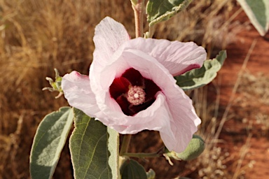 APII jpeg image of Gossypium australe  © contact APII