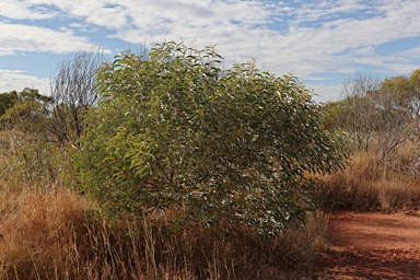 APII jpeg image of Acacia elachantha  © contact APII